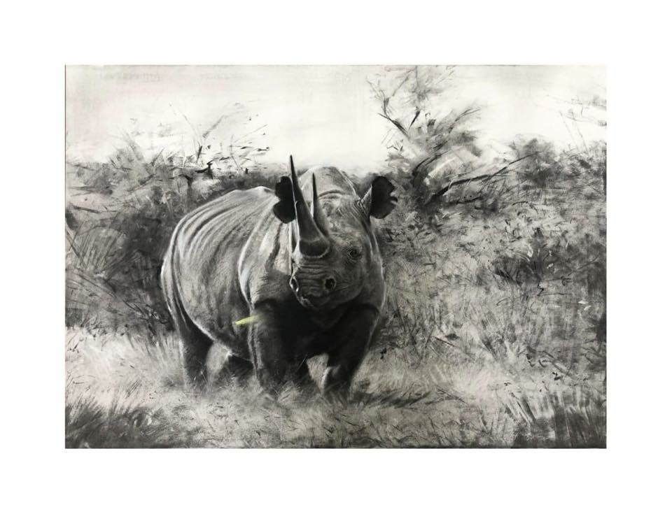 Black rhinos require a safe haven