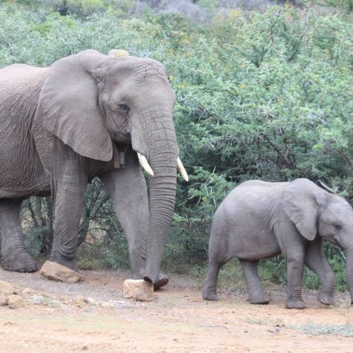 Elephant rescue by one of Loziba’s founding members