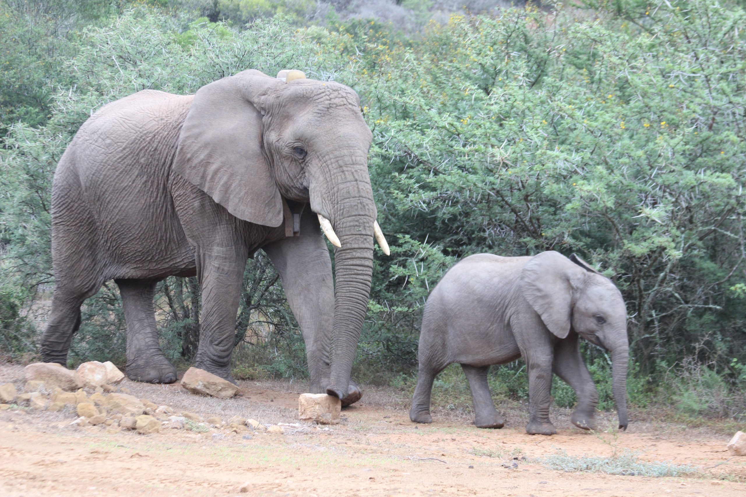 Elephant rescue by one of Loziba’s founding members