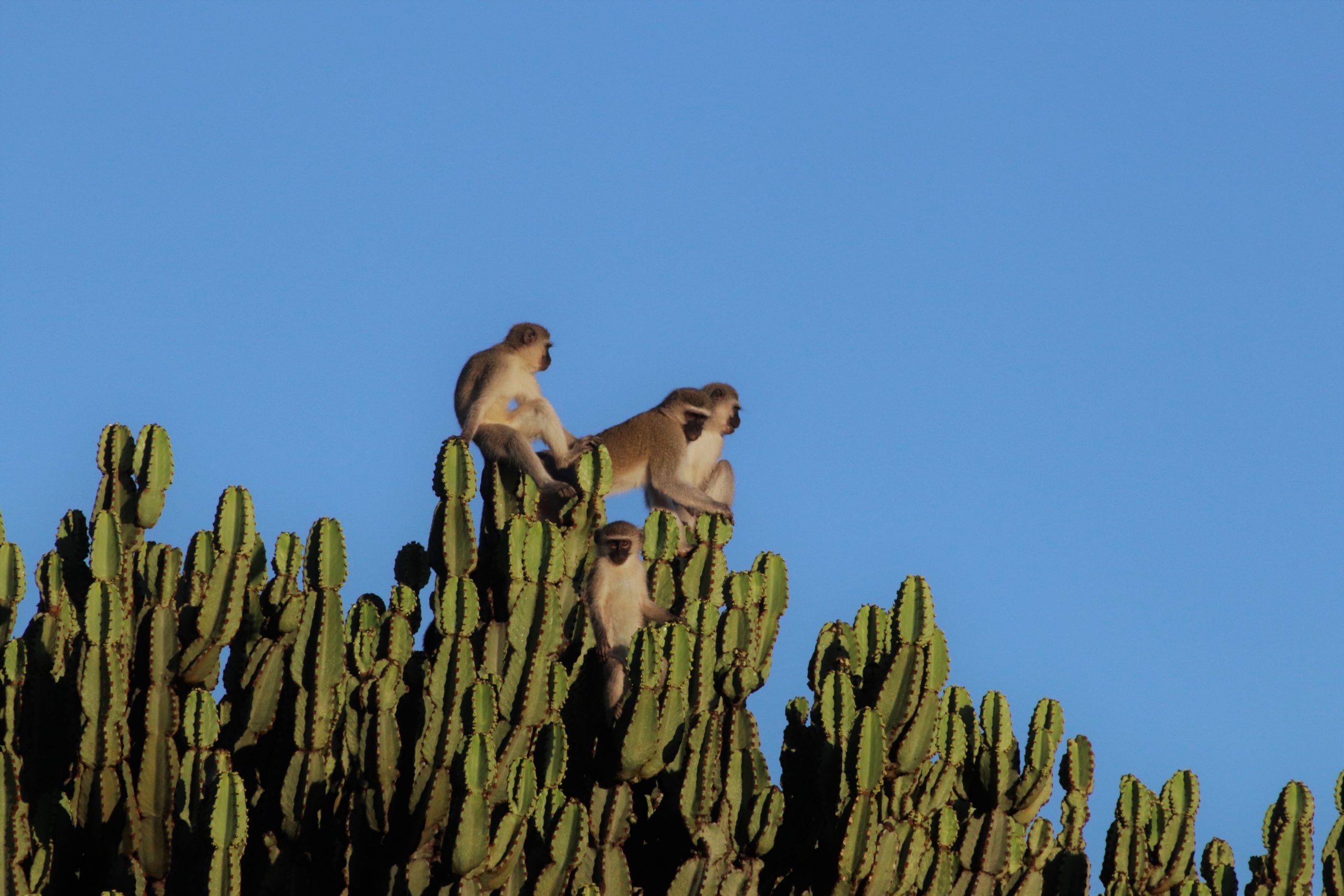 Vervet monkey research project by Uni. of Lausanne at Loziba